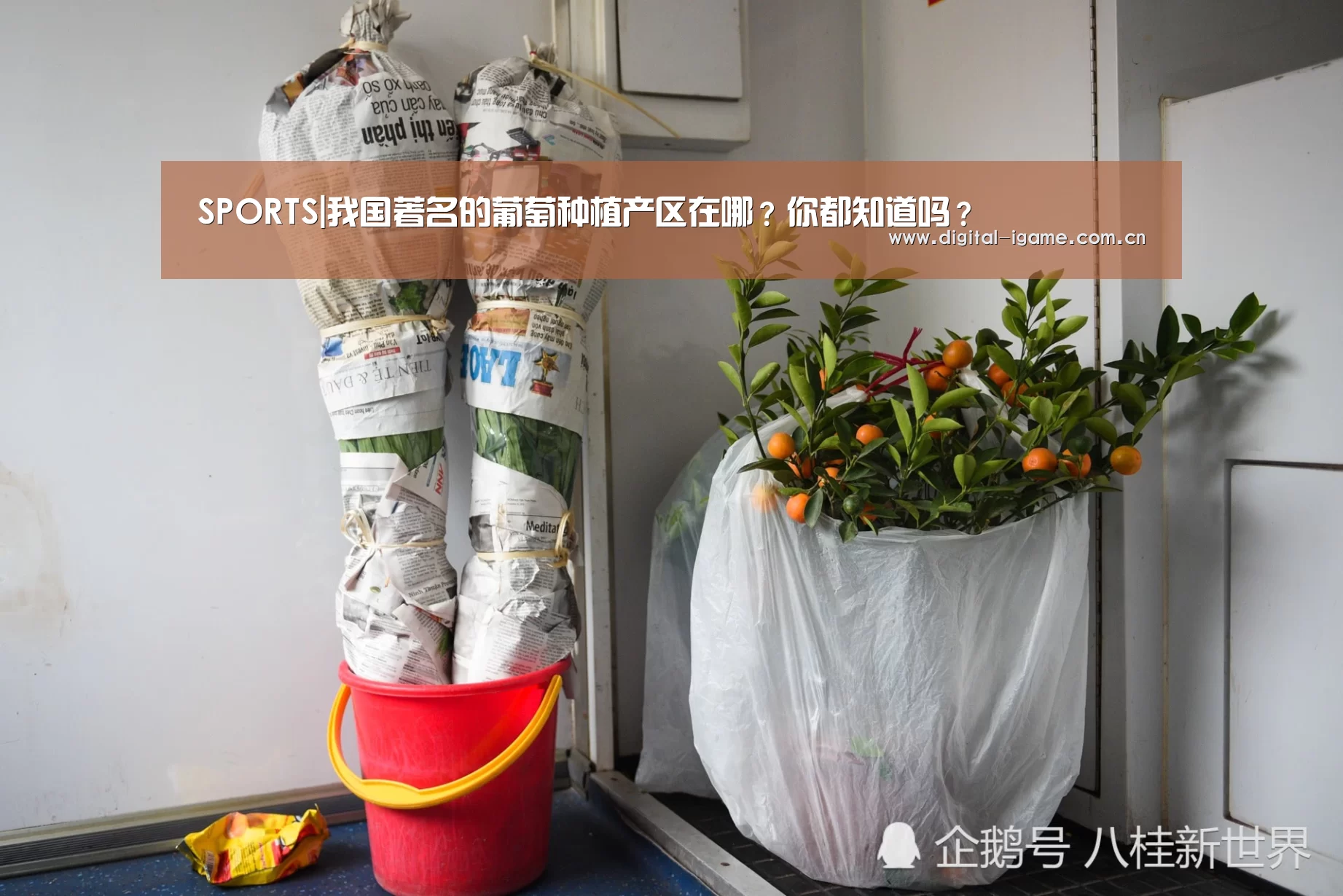 SPORTS|我国著名的葡萄种植产区在哪?你都知道吗?(图1) 爱游戏官网